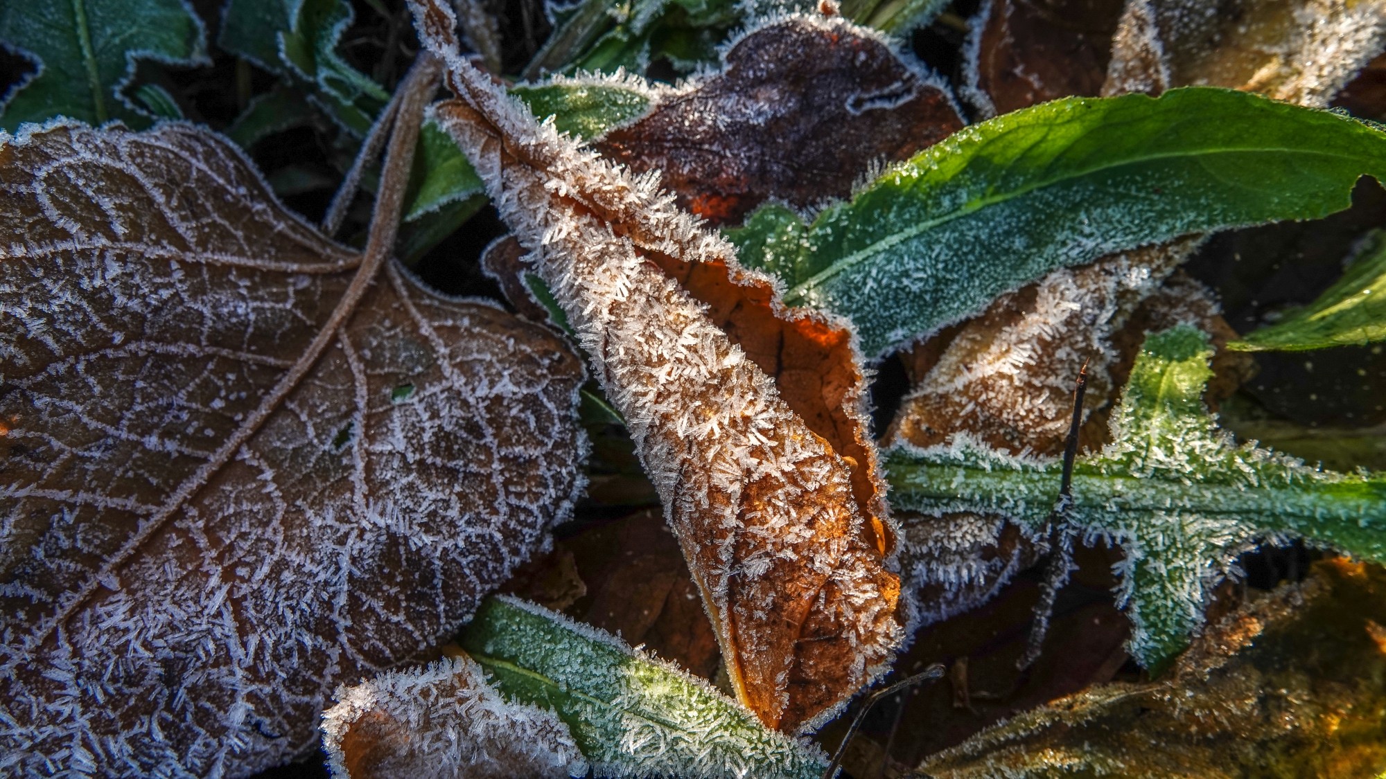 Szron pod lupą - zdjęcie 30