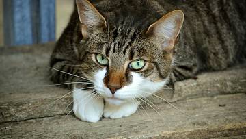 Wzrost zakażeń u kotów niepokoi lekarzy. Wirus może kiedyś uderzyć w człowieka