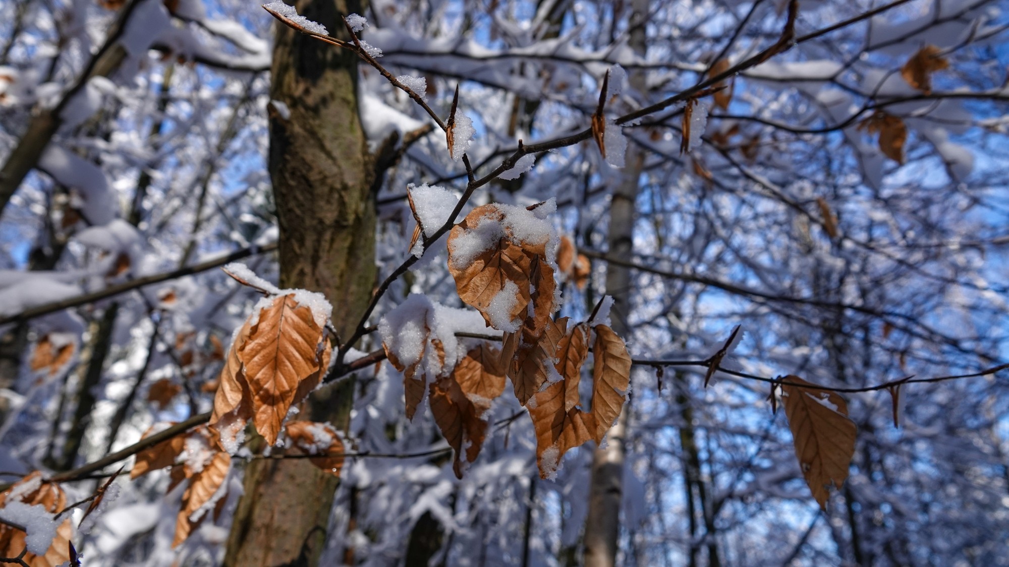 Kraina Narnii - zdjęcie 34