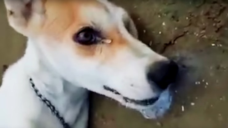 Masowa "rzeź" bezdomnych psów przed mundialem w Rosji. Umierają w konwulsjach