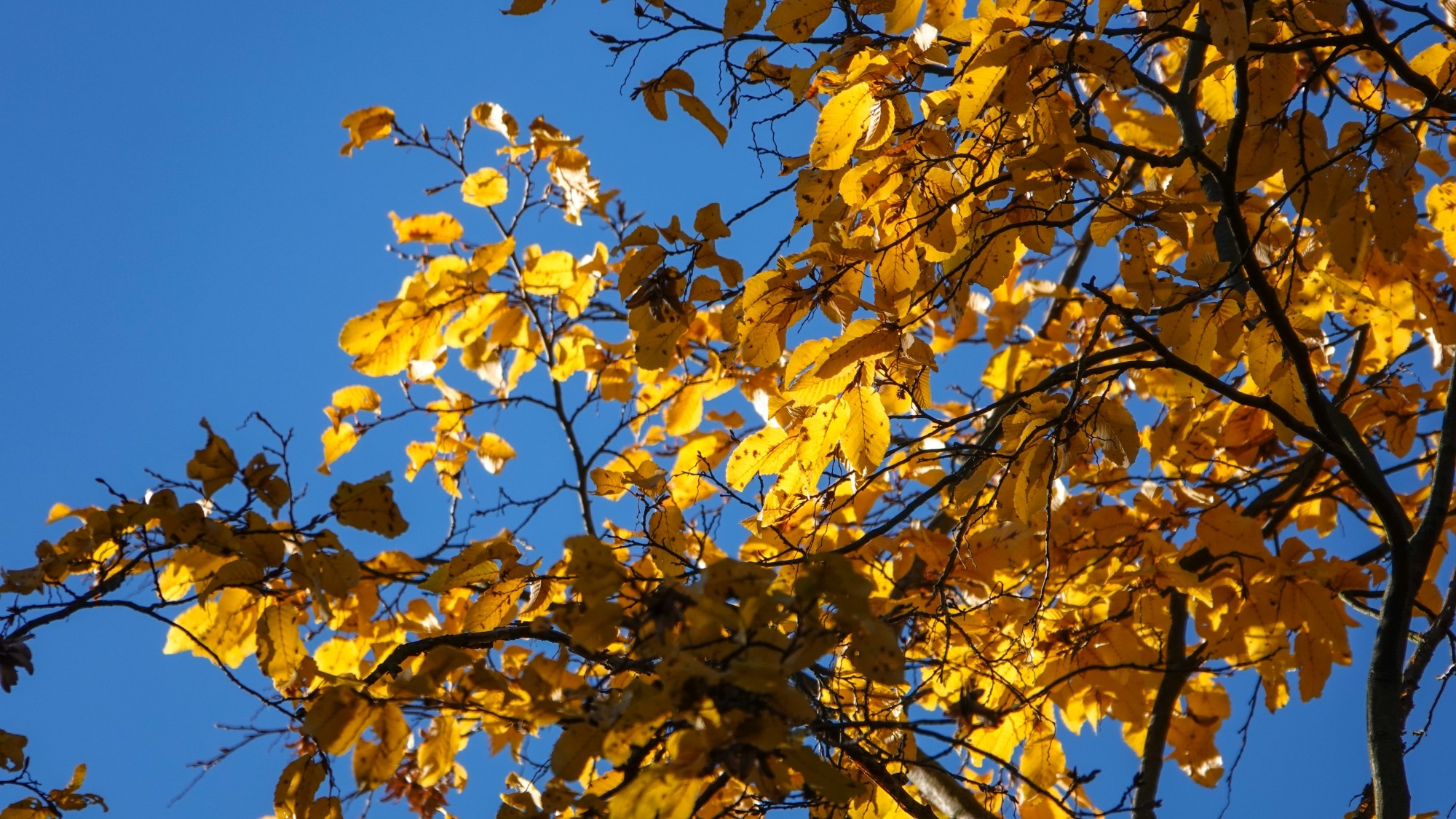 Wszystkie barwy jesieni - zdjęcie 68