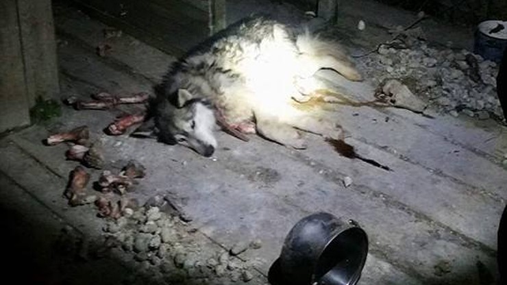 Zagłodzony pies zmarł po długiej reanimacji. Rodzina z Garwolina zaniedbała zwierzę