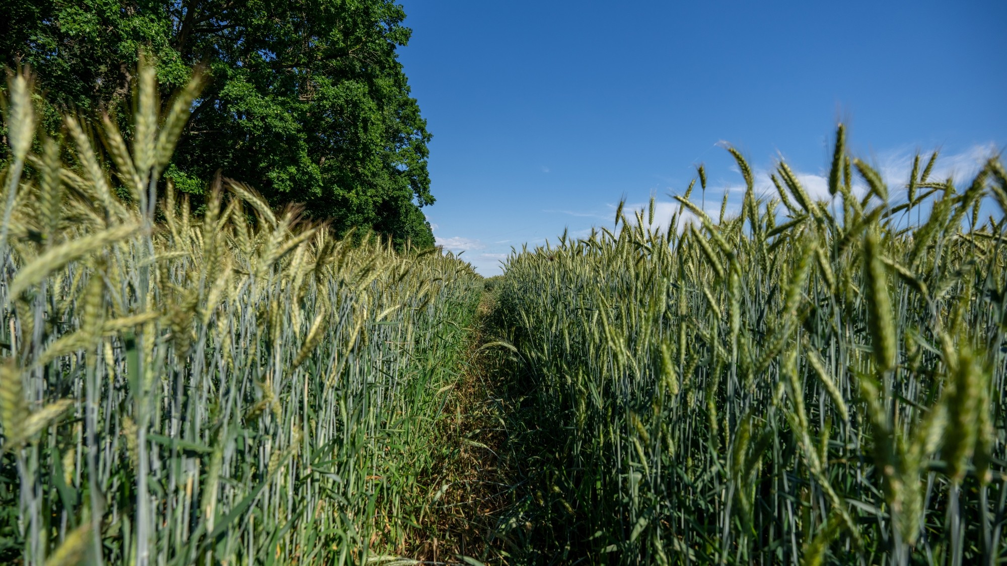 Kolory lata - zdjęcie 10