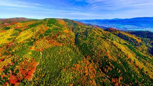 29.10.2023 05:59 Polskie góry jesienią urzekają całą paletą barw liści. Zobacz cuda naszej przyrody