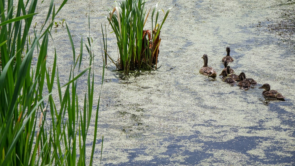 Czerwiec w obiektywie - zdjęcie 30