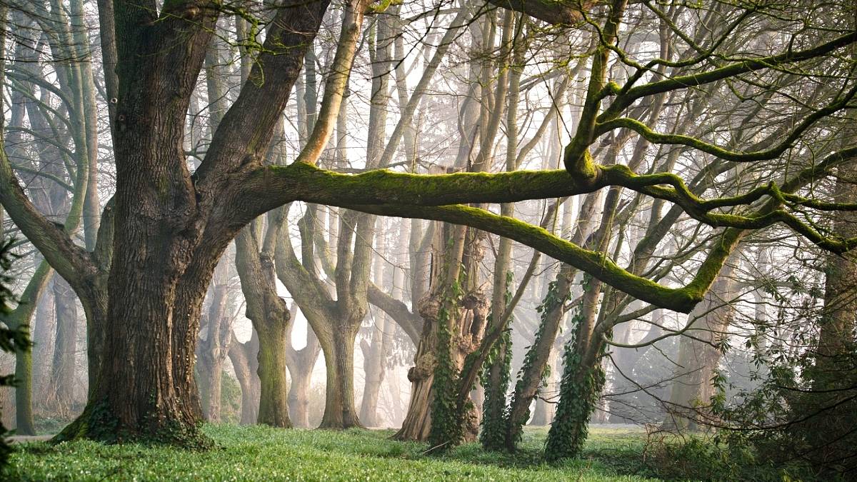 Bory Tucholskie cudem Pomorza. Fot. Pixabay.