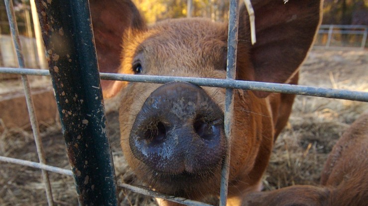 1200 świń padło w zautomatyzowanym chlewie. Nadzorował go Polak