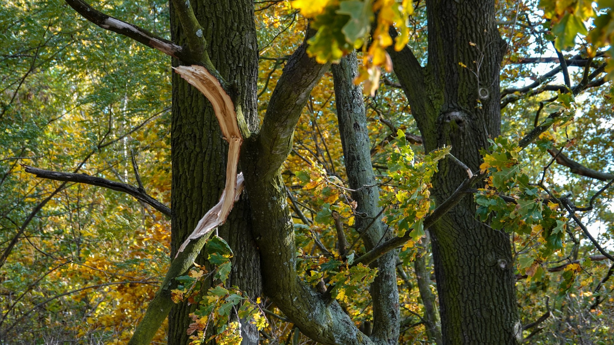 Wichura w Polsce - zdjęcie 19