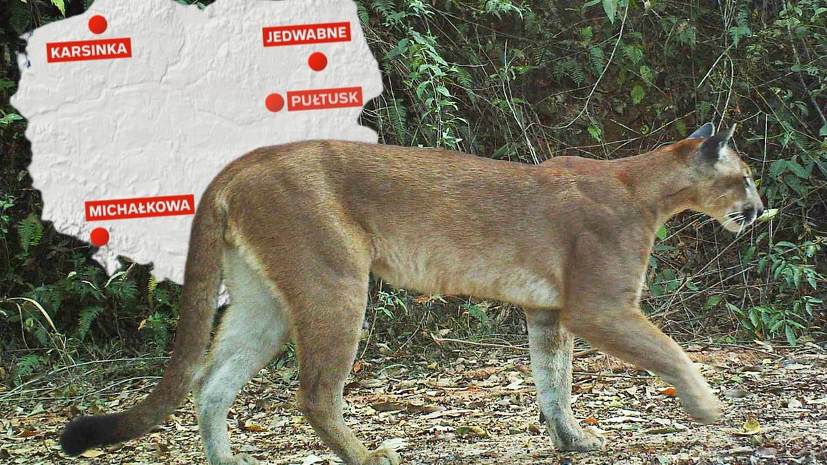 Kolejna puma widziana w polskim lesie. Pilny apel gminy Jedwabne