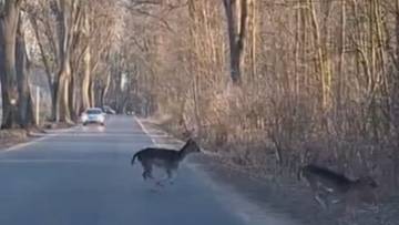 Dwa jelenie przebiegają przez drogę w otoczeniu drzew