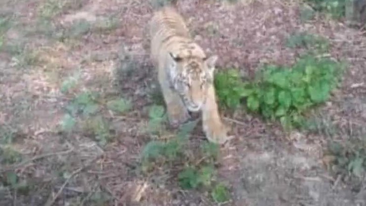 Słowacja: Obława na tygrysa. Uciekł z ukraińskiego zoo