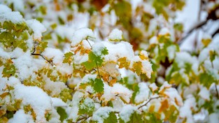 21.12.2022 05:59 Zobacz, jak wygląda najbardziej urocze oblicze białej pory roku w Polsce