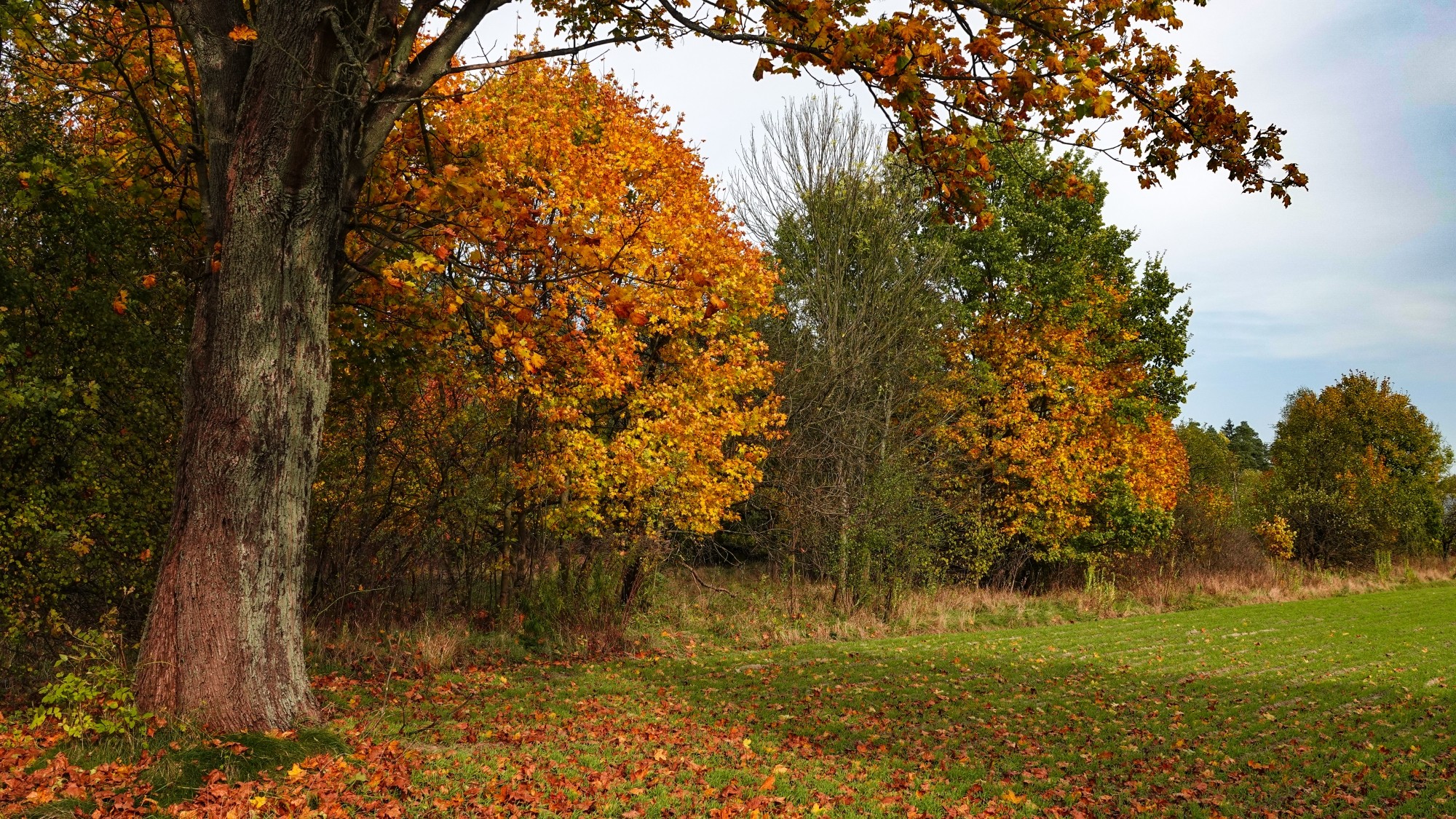 Wszystkie barwy jesieni - zdjęcie 54