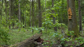 Petycja przeciwko wycince w puszczy Białowieskiej. Resort środowiska: są też listy za porządkowaniem lasu