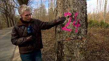 Kobieta wskazuje na drzewo z r&oacute;żowym oznaczeniem "24" i śladami podcięcia na pniu.