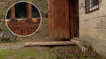 Niedźwiedzie pojawiają się tuż przy domach. "U kolegi przez okienko wszedł"