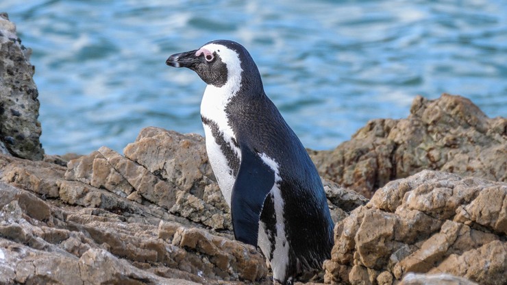 RPA. Rój pszczół zaatakował pingwiny. Nie żyją 63 zwierzęta