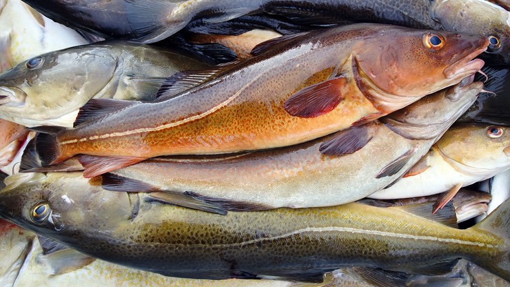 Polski rząd z ekologami za ograniczeniem połowów dorszy na Bałtyku