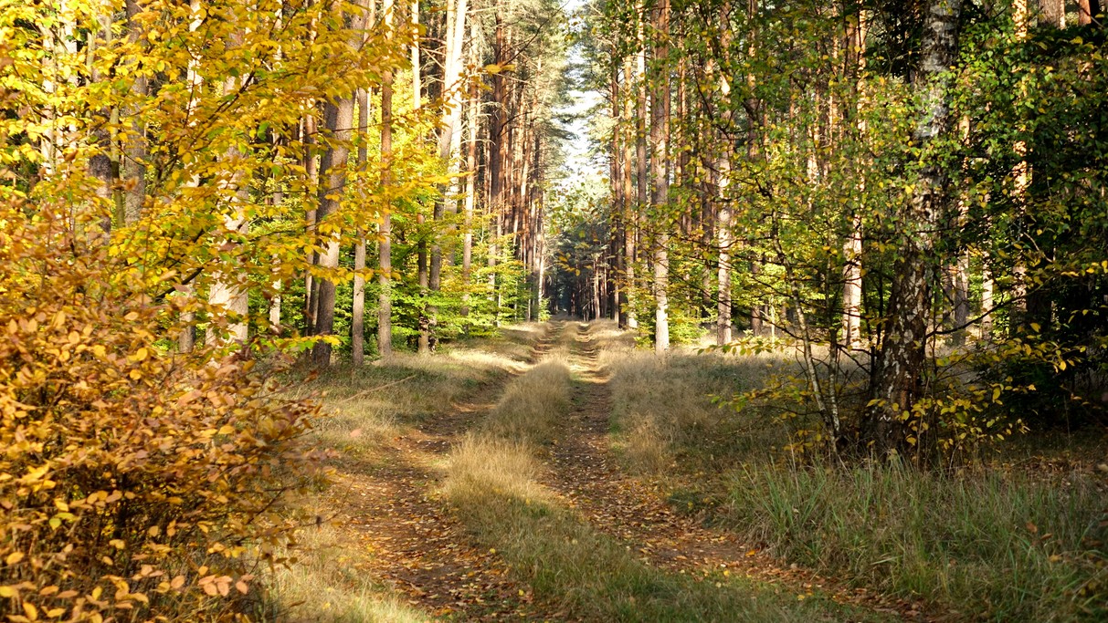 Jesienne krajobrazy za miastem - zdjęcie 69