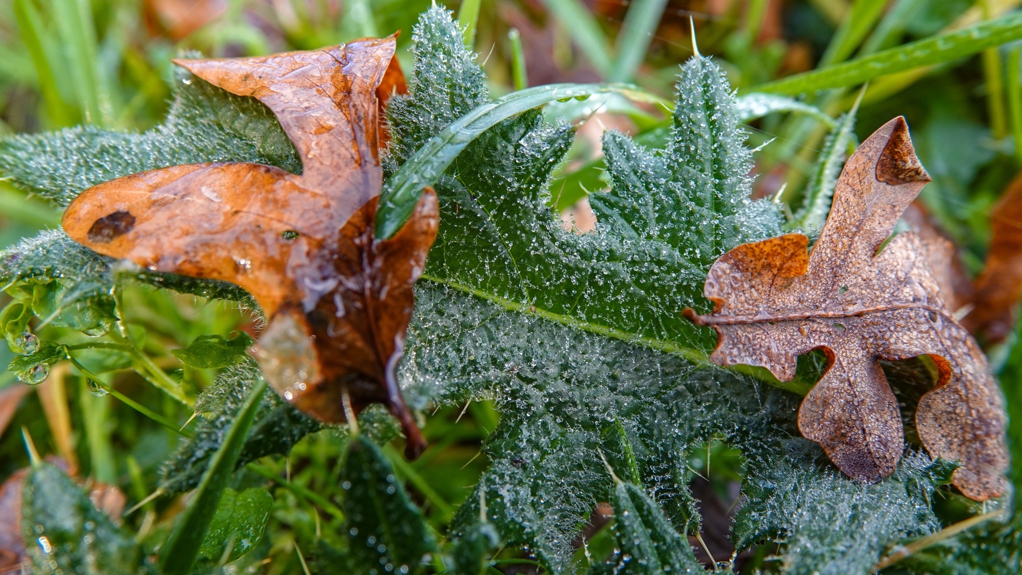 Szron pod lupą - zdjęcie 41