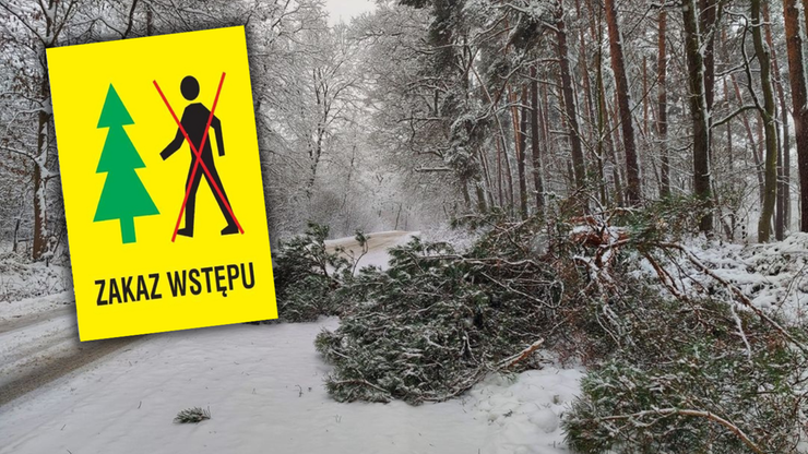 Lubelskie: Nadleśnictwo Lubartów zakazało wstępu do lasów. Powodem zalegający na drzewach śnieg
