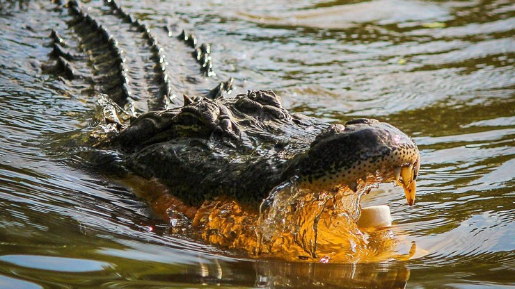 Floryda: Dwa aligatory zabiły starszą kobietę. Wpadła do stawu niedaleko swojego domu