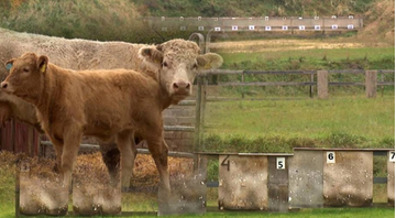Strzelnica obok wsi. Cierpią zwierzęta i ludzie