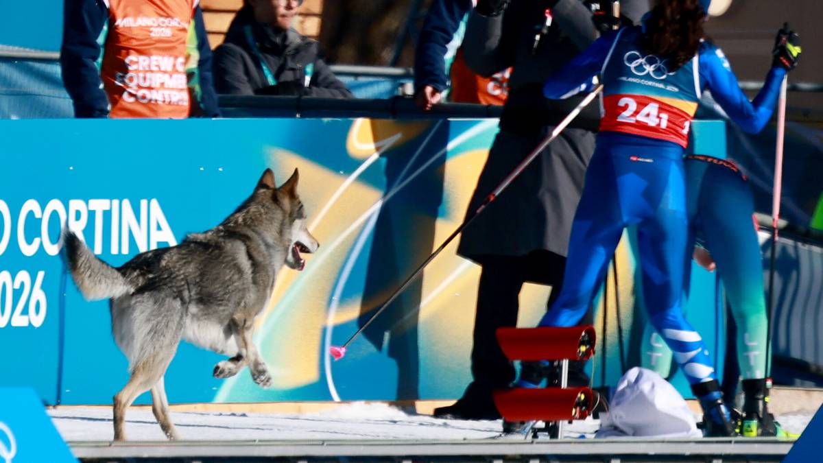 Pies biegnący obok narciarzy podczas zawod&oacute;w.