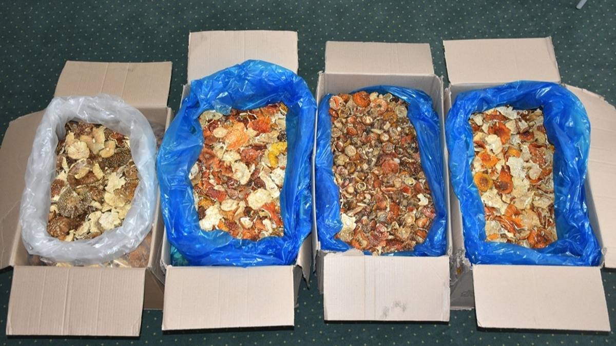 Nietypowe odkrycie na granicy. Chciał przemycić suszone muchomory