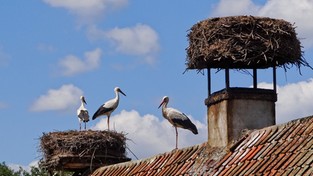 21.03.2021 09:00 Na Mazurach wypatrują bocianów. Dawno się tak nie spóźniały. Sprawdziliśmy, gdzie się podziewają