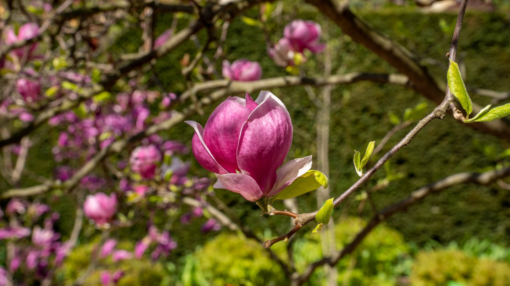Wiosenna opowieść - zdjęcie 37