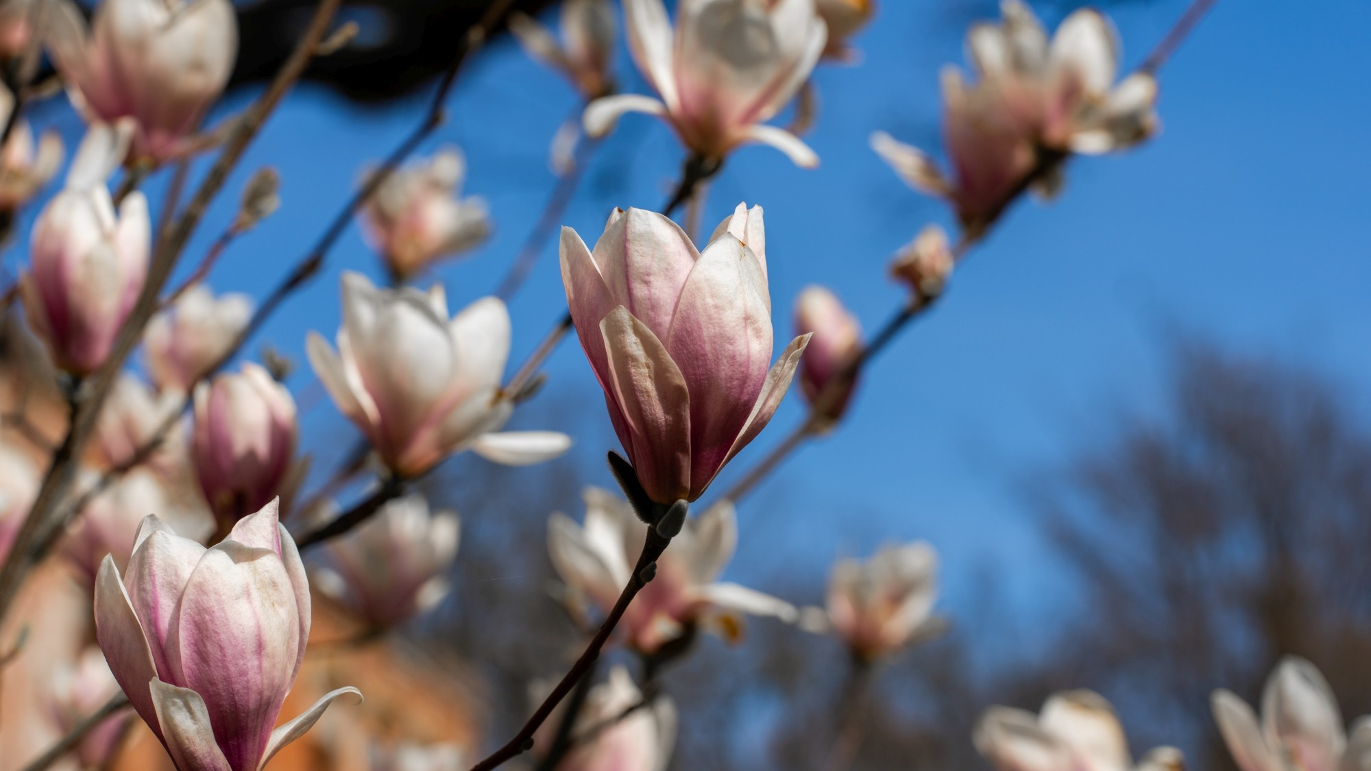 Miejska przyroda - zdjęcie 24