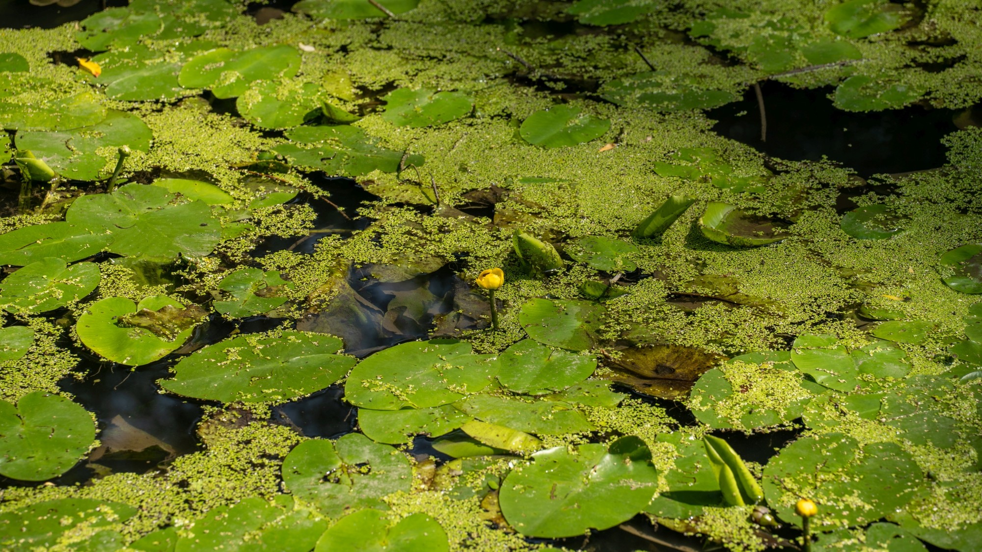 Kolory lata - zdjęcie 76