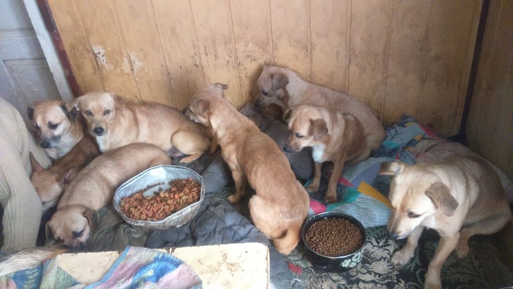 Limanowa. 33 psy odebrane z domu. Policja: "schorowane, brudne, zapchlone"
