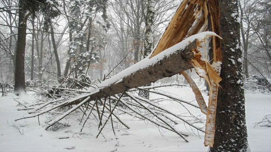 Złamane drzewo skutkiem burzy śnieżnej. Fot. TwojaPogoda.pl