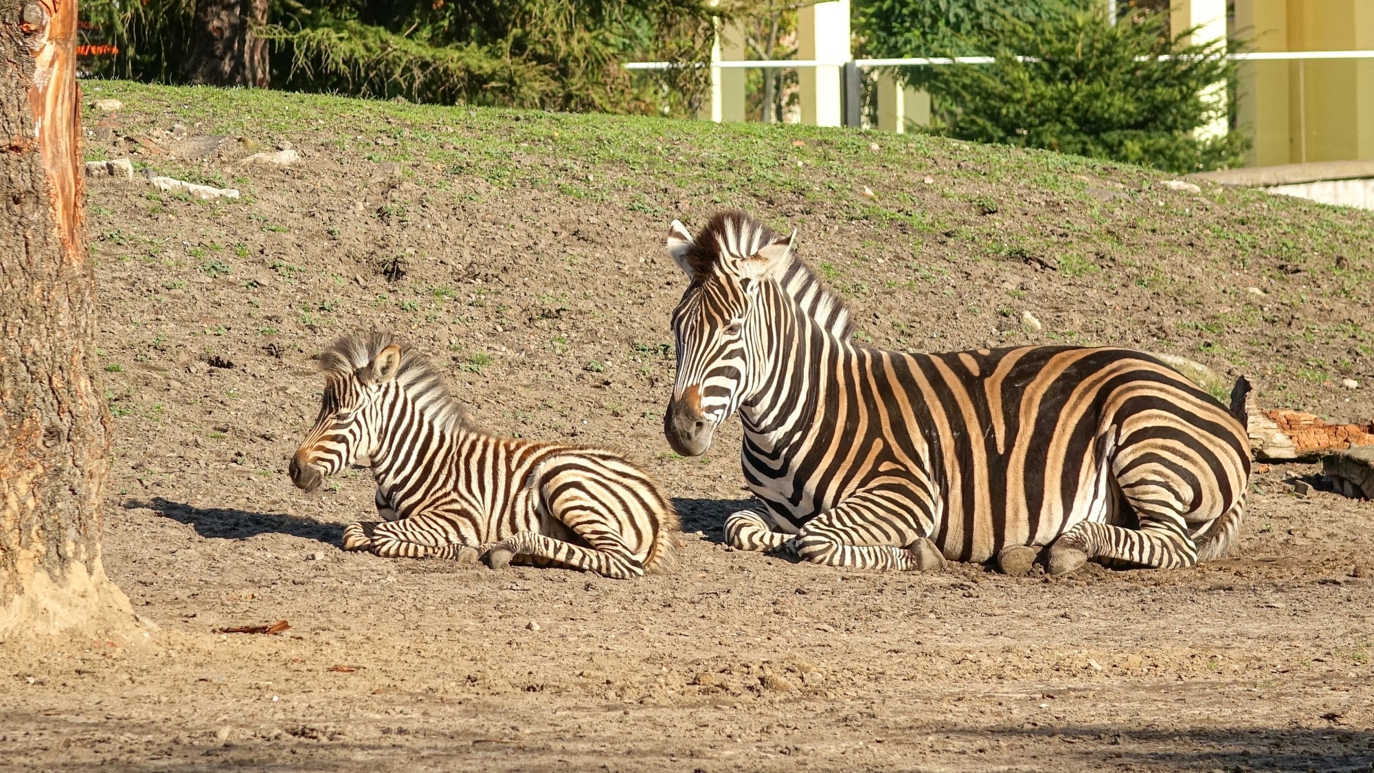 Z kamerą wśród zwierząt - zdjęcie 8
