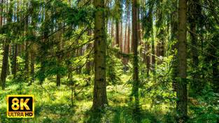 27.06.2023 00:00 Lato w lesie