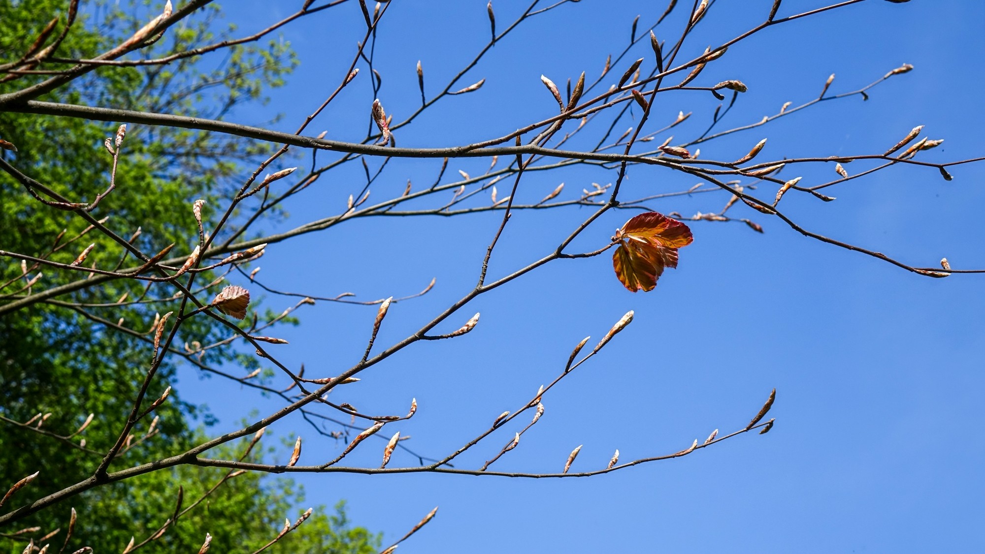 Podróż przez wiosenną Polskę - zdjęcie 35