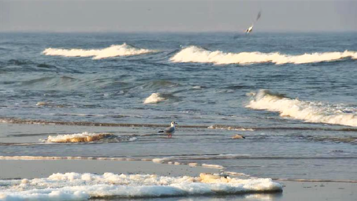 Nad morzem na plaży stoi mewa, w tle widać fale i ptaki w locie