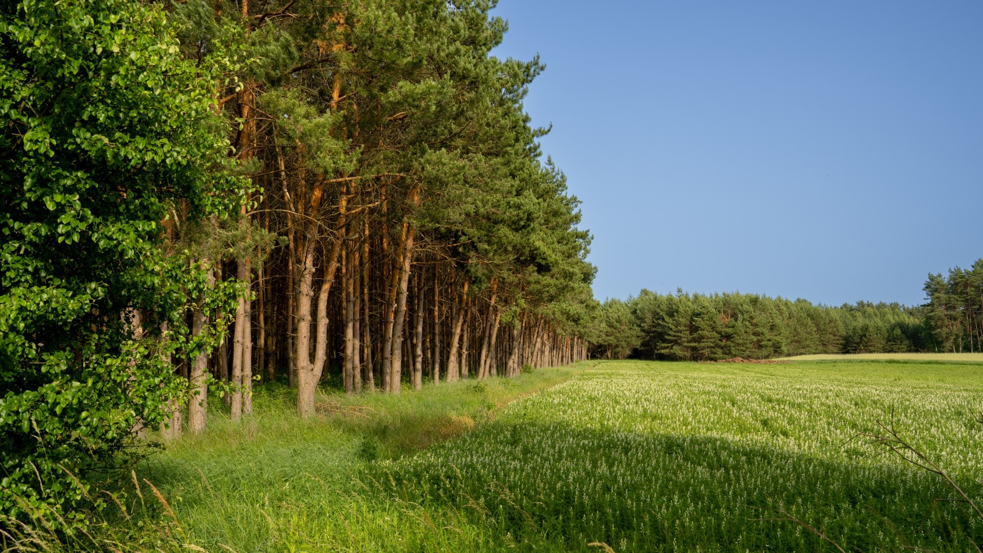 Lato na prowincji - zdjęcie 5