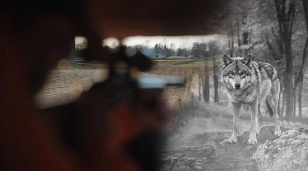 Myśliwi czy kłusownicy? Cała prawda o polowaniach w Polsce