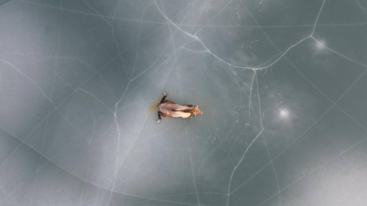 Żubr leżący na zamarzniętej tafli jeziora.