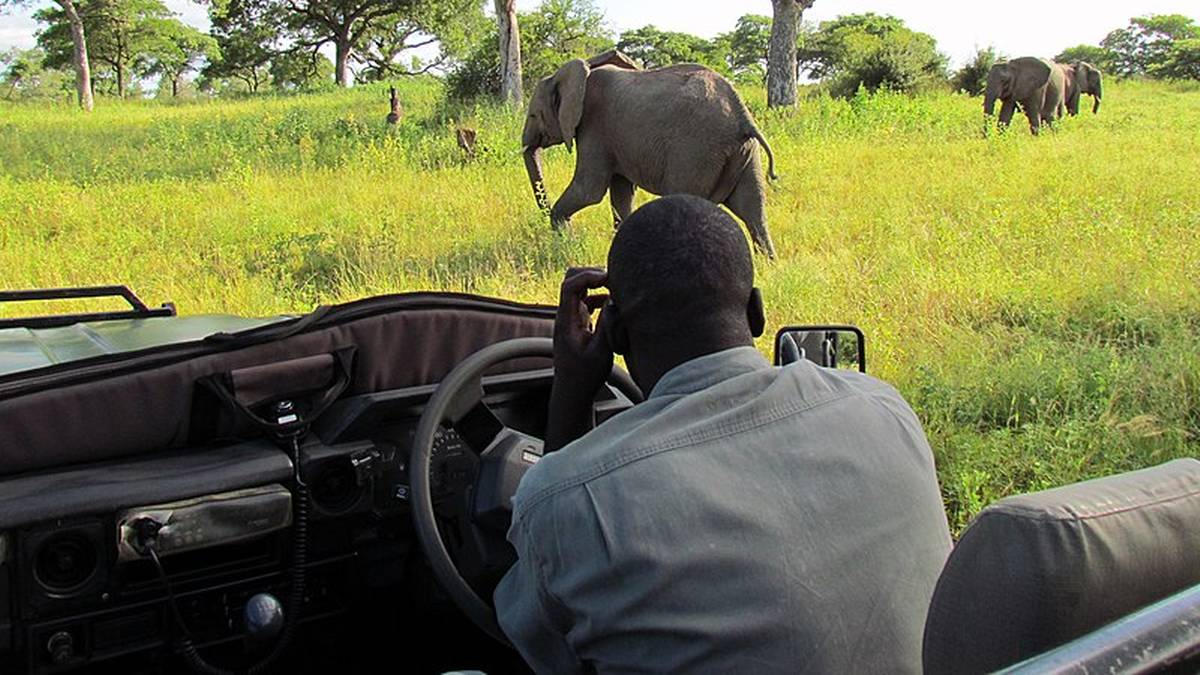 Tragedia podczas safari w Zambii. Turystka zmarła po ataku dzikiego zwierzęcia