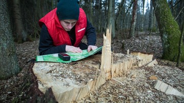 Trwa już wyrąb w Puszczy Białowieskiej - alarmuje Greenpeace