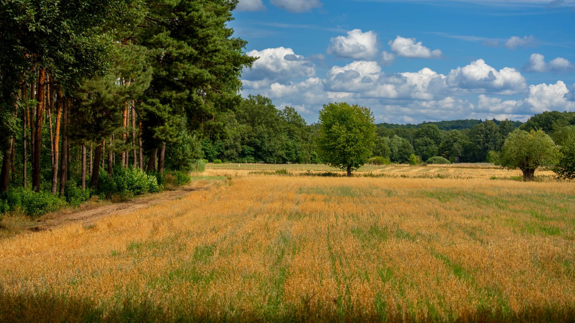 Kolory lata - zdjęcie 23