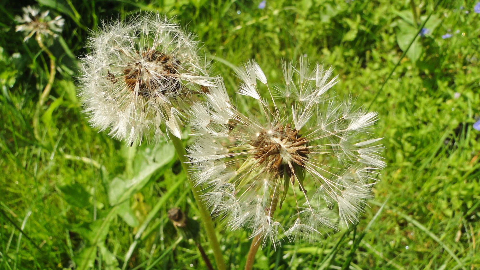 Wiosna radosna - zdjęcie 13