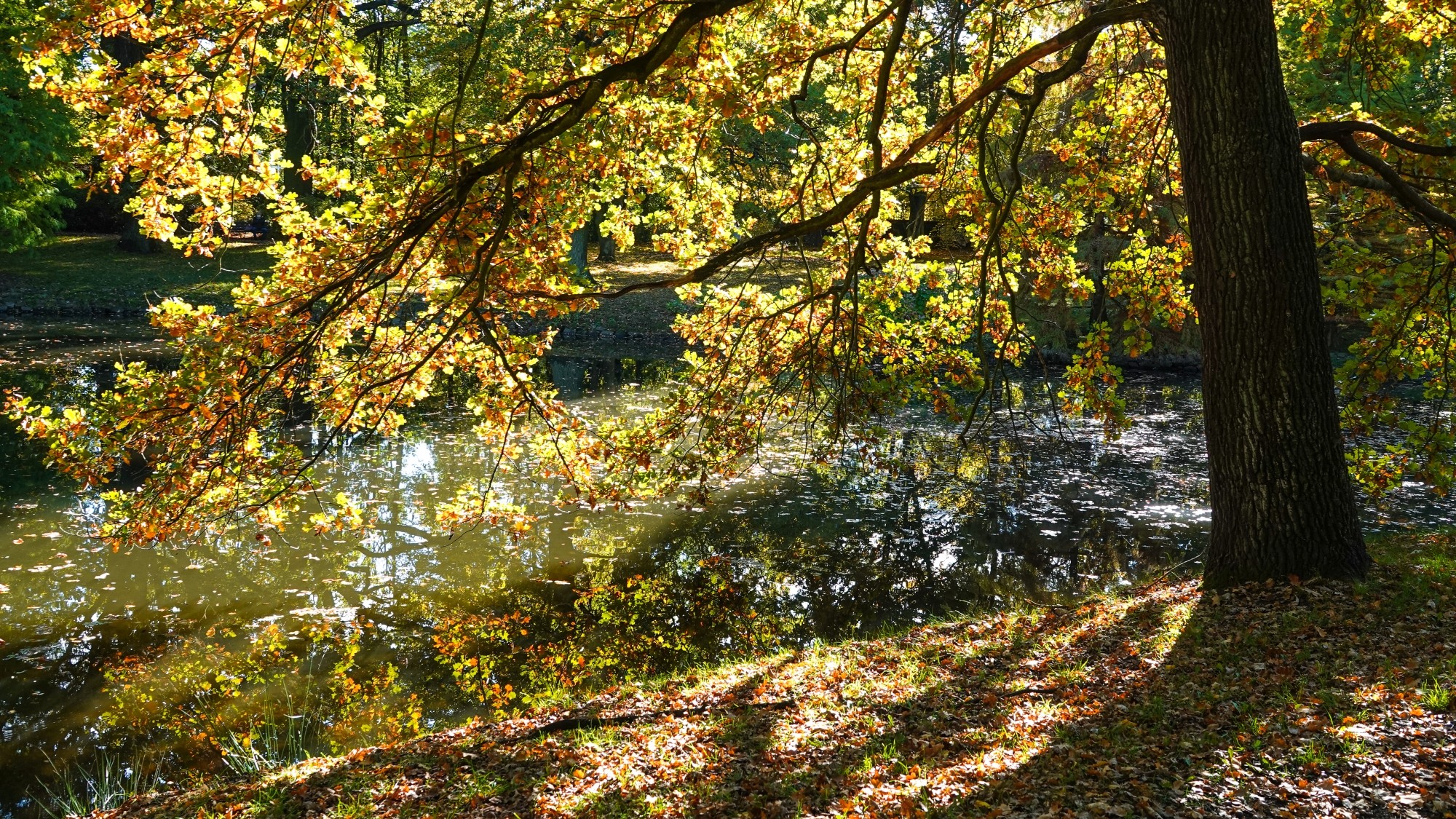 Wszystkie barwy jesieni - zdjęcie 21