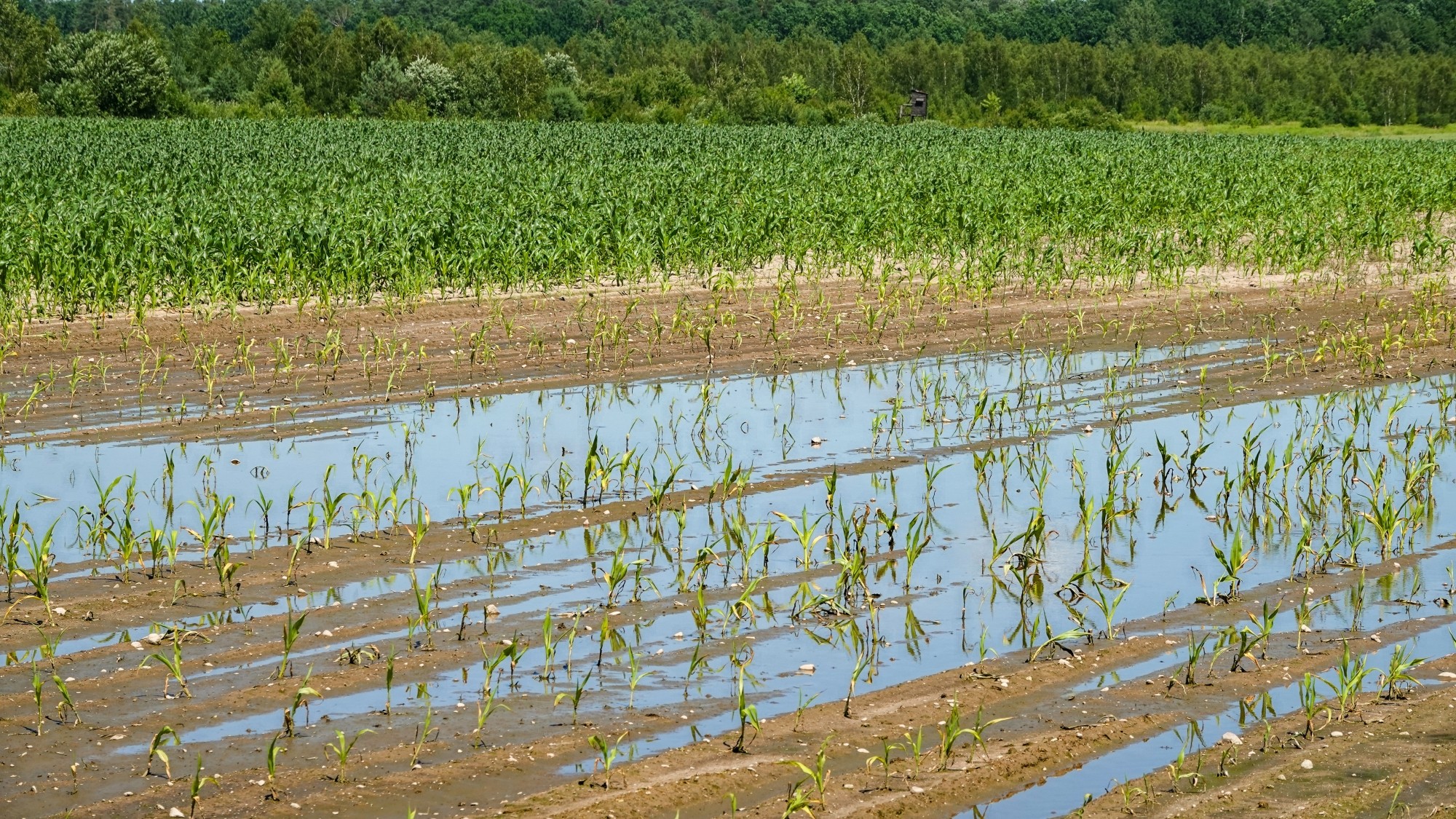 Środek lata w plenerze - zdjęcie 46