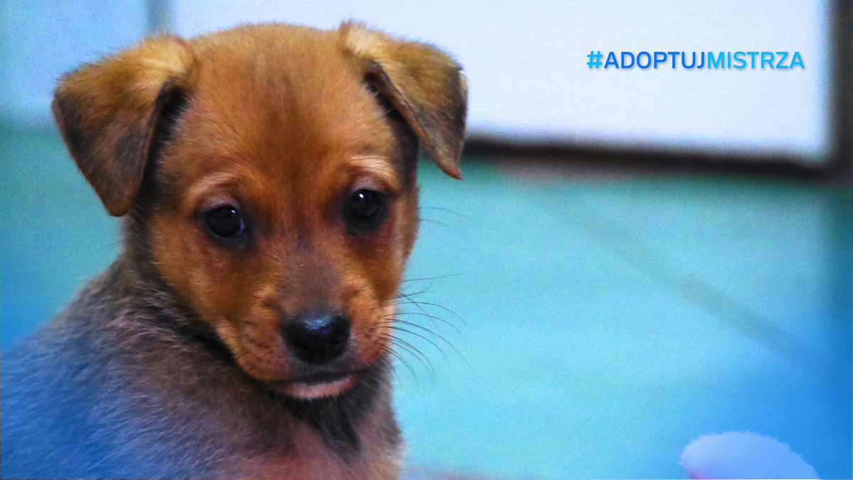 Zbliżenie na pysk małego, brązowego szczeniaka z dużymi uszami i ciemnymi oczami. W prawym górnym rogu znajduje się hasztag #ADOPTUJ MISTRZA.