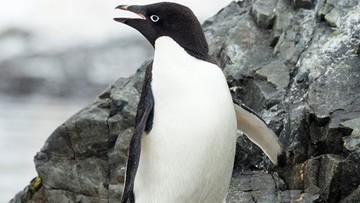 Pingwin znaleziony 3 tys. km od domu
